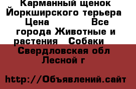 Карманный щенок Йоркширского терьера › Цена ­ 30 000 - Все города Животные и растения » Собаки   . Свердловская обл.,Лесной г.